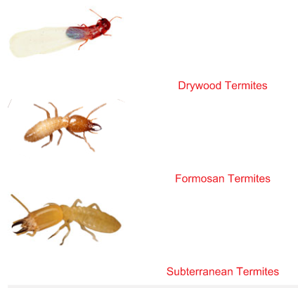 types-of-termites